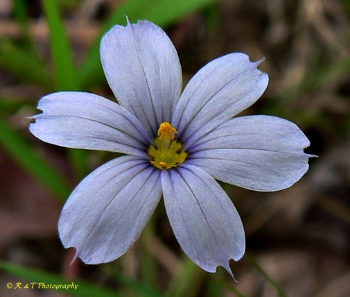 {Sisyrinchium atlanticum}